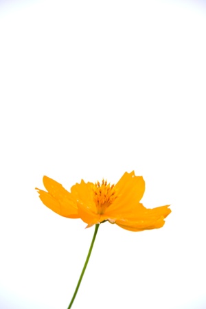 marigold orange flowerの写真素材