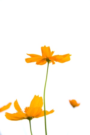 marigold orange flowerの写真素材