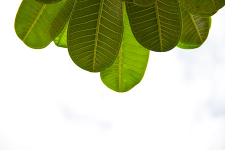 frangipani leaf