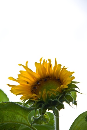 Sunflowerの写真素材
