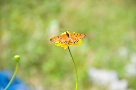 butterfly on marigold