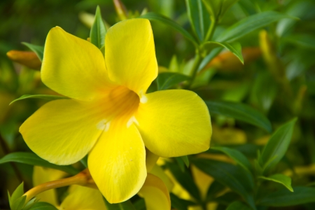 Allamanda or Golden Trumpet flowerの写真素材