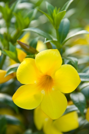 Allamanda or Golden Trumpet flowerの写真素材