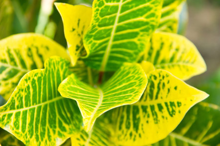 Codiaeum Variegatum  Croton  - Variegatum Pictum Orange Pink Plant Leaves Background