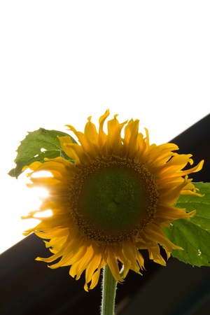Sunflowerの写真素材