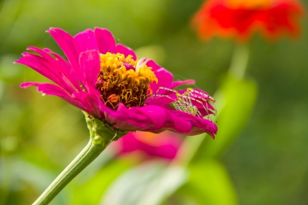 Zinnia flowerの写真素材