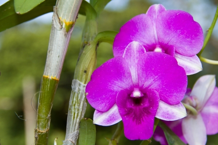 Beautiful orchidの写真素材