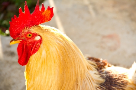 Chickenの写真素材