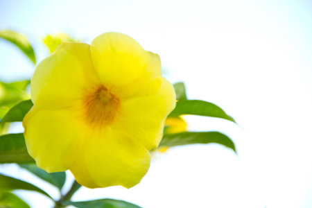  Allamanda or Golden Trumpet flower