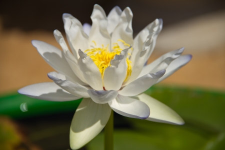 White lotusの写真素材