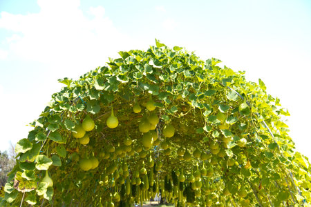 green Chinese Watermelonの写真素材