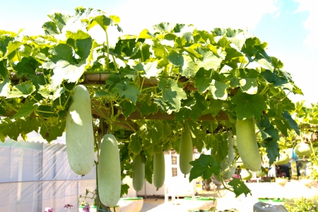 green Chinese Watermelonの写真素材