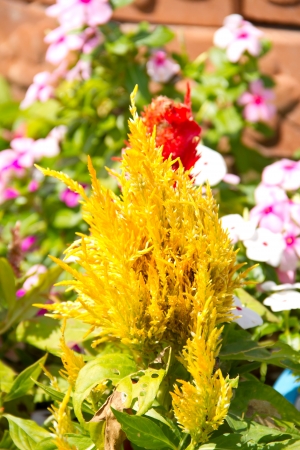 Celosia argentea like a colourful small christmas treeの写真素材