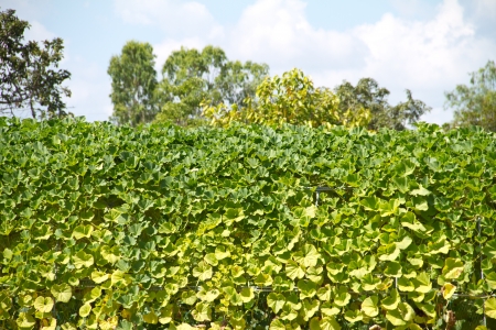 leaves of Wax gourd  Benincasa hispida Cogn  の写真素材
