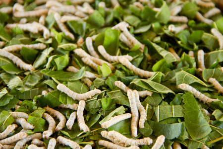Silkworms close up on a mulberry leaf の写真素材
