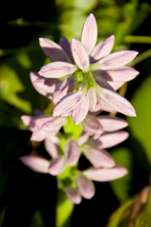 Water hyacinth flowerの写真素材