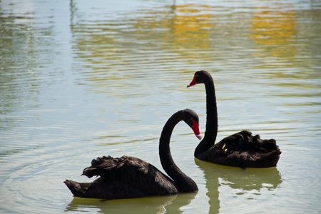 Black swansの写真素材