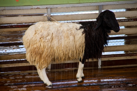Sheepの写真素材