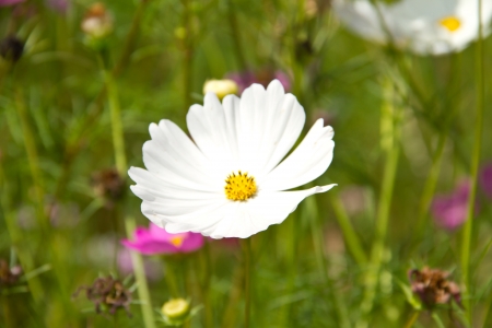Cosmos or Mexican aster flowerの写真素材