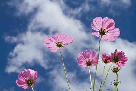 Cosmos or Mexican aster flowerの写真素材