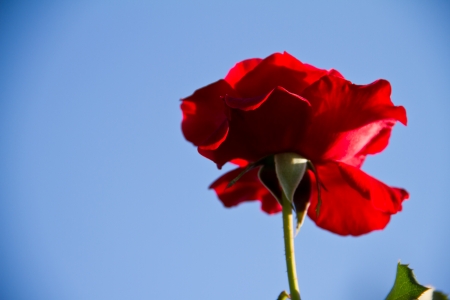 red rose on a background blue skyの写真素材