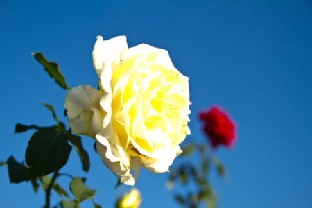 white rose blue sky backgroundの写真素材