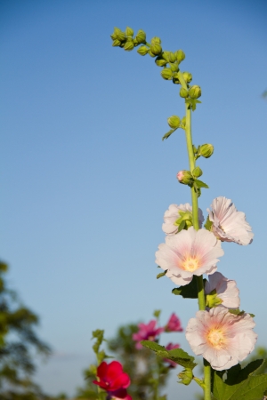 Beautiful pink flowers at Northern of Thailandの写真素材