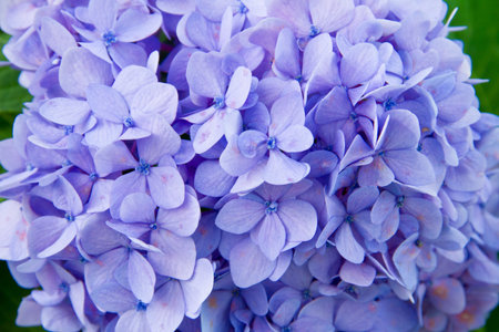 Hydrangea Flower