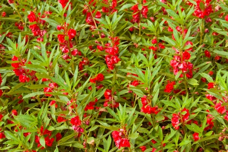 Blooming of Purple Impatiens balsaminaの写真素材