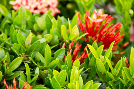 West Indian Jasmine flower