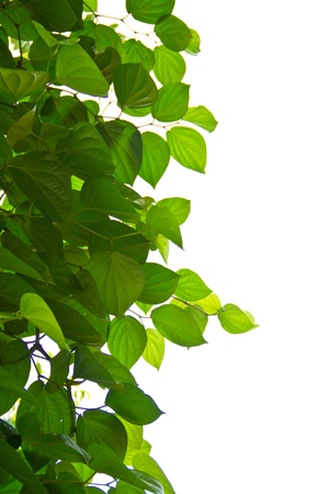 Green betel leaf isolate white backgroundの写真素材