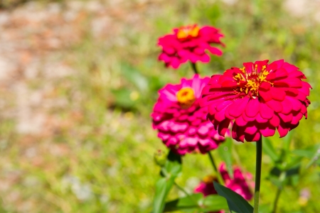 zinnia flowerの写真素材