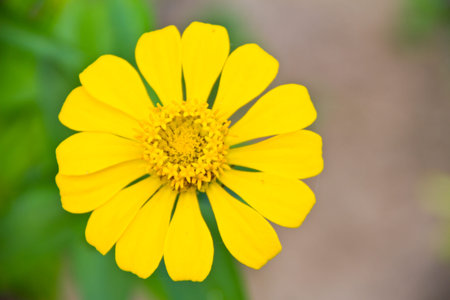 Yellow zinnia flower