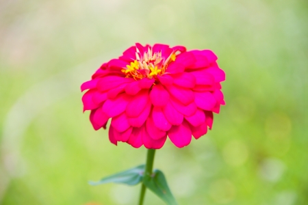 Pink zinnia flowerの写真素材