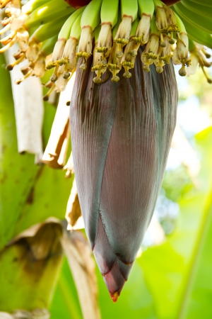 Banana flower on treeの写真素材