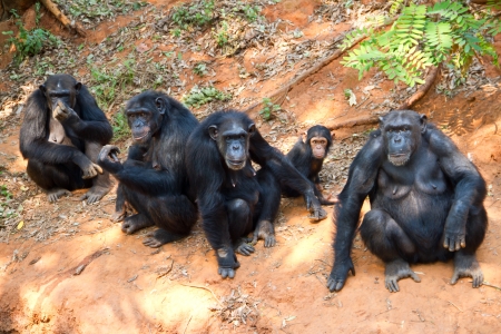 Family of gorillasの写真素材