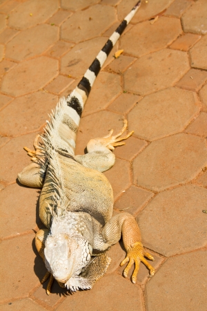 Closeup of the Head of a Iguanaの写真素材