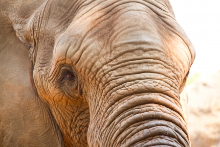 African Elephantの写真素材