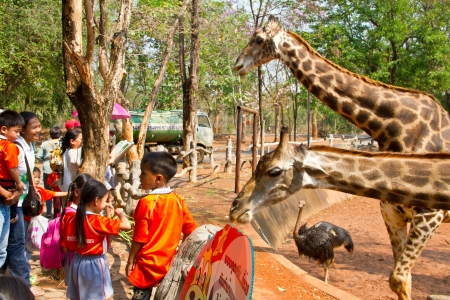 Tourist feeding a giraffe at the zoo  Korat zoo Thailandのeditorial素材