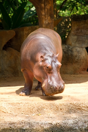 Hippopotamus is semi-aquatic, inhabiting rivers and lakesの写真素材