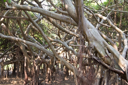 Banyan tree trunk roots with carvings の写真素材