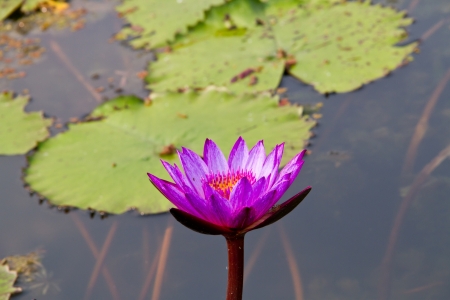 lotus and green leavesの写真素材