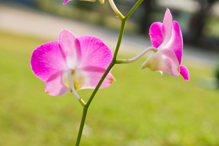 pink orchid flowersの写真素材