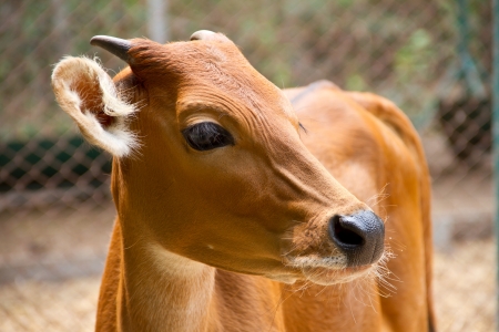 Banteng, red bull in rainforest of Thailand の写真素材