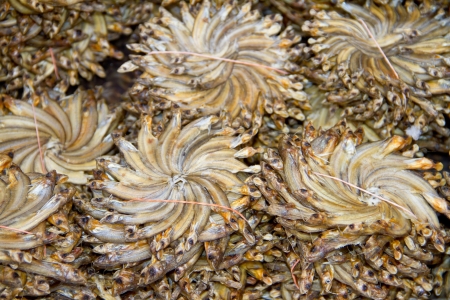 grilled fish,dried fish on market Thailandの写真素材