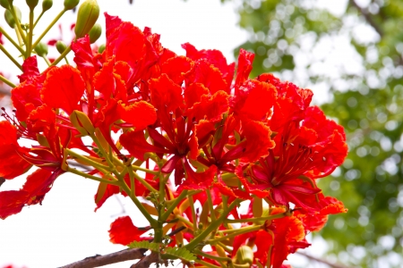 Flame tree or Royal Poinciana blossomの写真素材