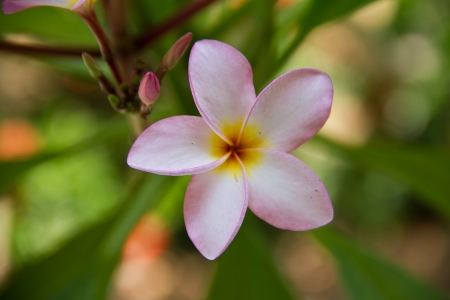 Tropical flower, Leelavadeeの写真素材