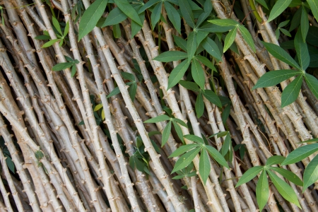 fresh leaves of Cassava Tree の写真素材