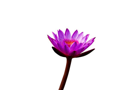 Pink lotusの写真素材