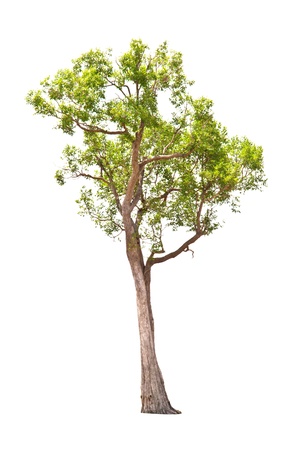 Irvingia malayana tree, Lagerstroemia macrocarpa Wall or Kayu also known as Wild Almond, tropical tree in the northeast of Thailand isolated on white backgroundの写真素材